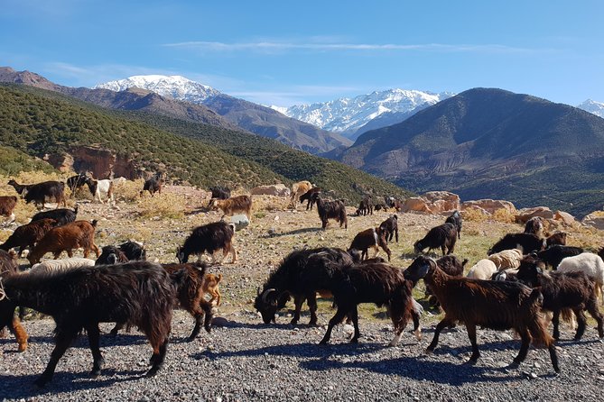 Half-Day Atlas Mountains Tour From Marrakech - Who should book this half-day outing?