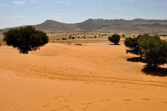 Jeep 4x4 Safari Desert Dunes & Atlantic Ocean with Berber Lunch - Birds and open country at Souss Massa National Park