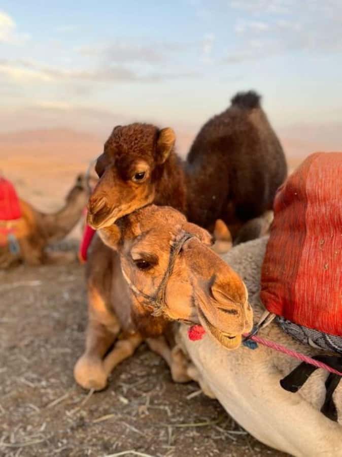 Lunch & Swimming Camel Ride and Quad Biking in Agafay - Berber lunch beneath a nomadic tent