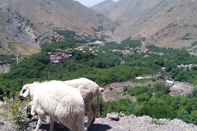 Luxury private day trip - Atlas Mountains, Agafay Desert & camels - The day’s main trade-offs