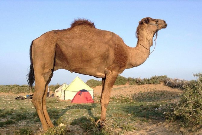 Luxury private day trip - Atlas Mountains, Agafay Desert & camels - Argan oil, bread, and Moroccan tea