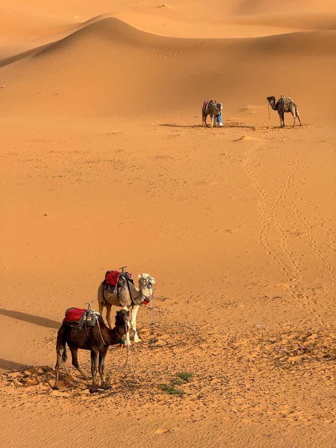 Majestic Desert: 3-Day Luxury Journey from Marrakech to Fes - Standard or Deluxe Camp: What Comfort Means Here