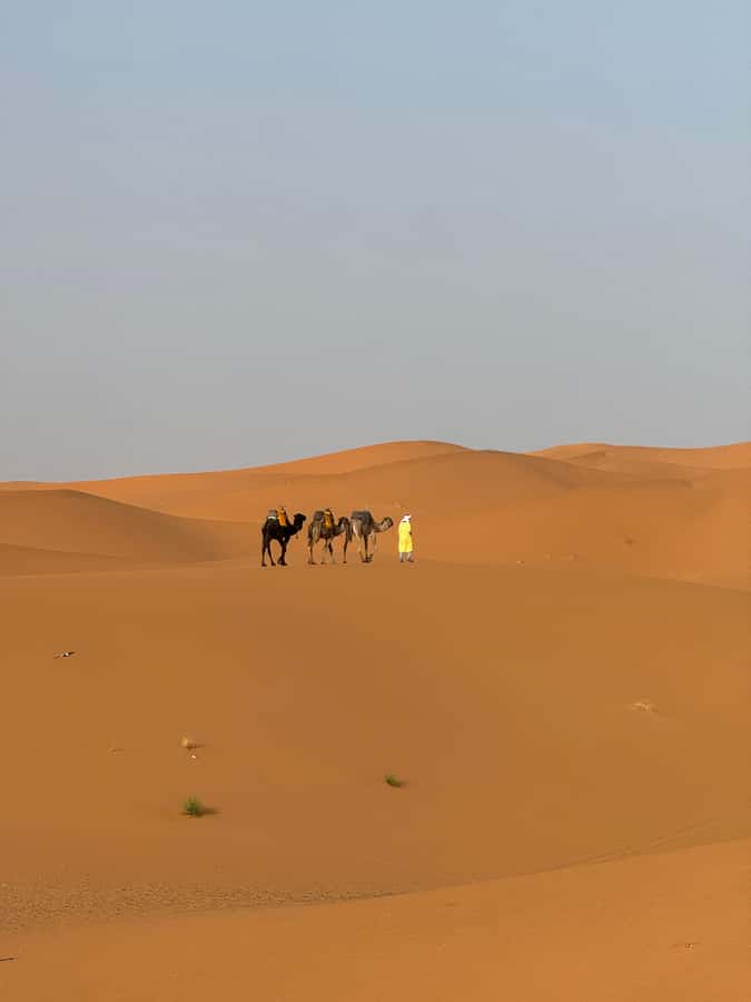 Majestic Desert: 3-Day Luxury Journey from Marrakech to Fes - Who Should Book This Journey?