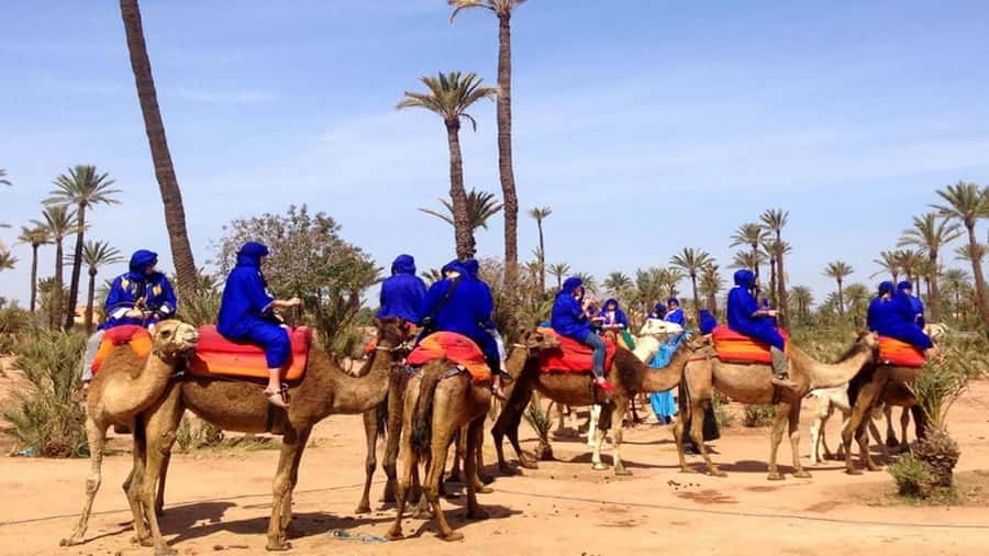 Marrakech : 1-Hour Camel Ride Through the Palm Grove - Key points at a glance