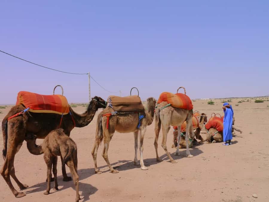 Marrakech : 1-Hour Camel Ride Through the Palm Grove - Palms, villages, and the everyday countryside