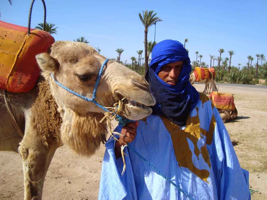Marrakech : 1-Hour Camel Ride Through the Palm Grove - The 30-minute break and Moroccan mint tea