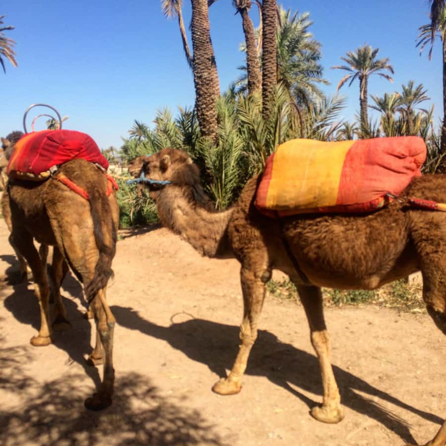 Marrakech : 1-Hour Camel Ride Through the Palm Grove - Family fit and comfort