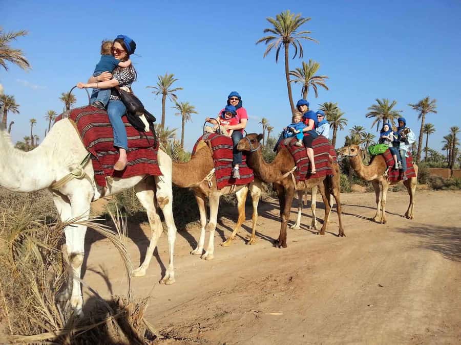 Marrakech : 1-Hour Camel Ride Through the Palm Grove - The 30-minute trip out from Marrakech