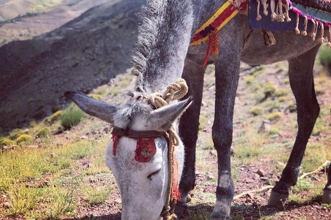 Marrakech: 2-Day Atlas Mountains Trek with Village Stay - Tagine, tea, and the work behind the meals