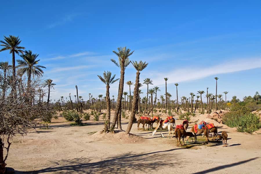 Marrakech: 2-Hour Quad Bike & Camel Ride in Palmeraie - Guides, safety, and group size