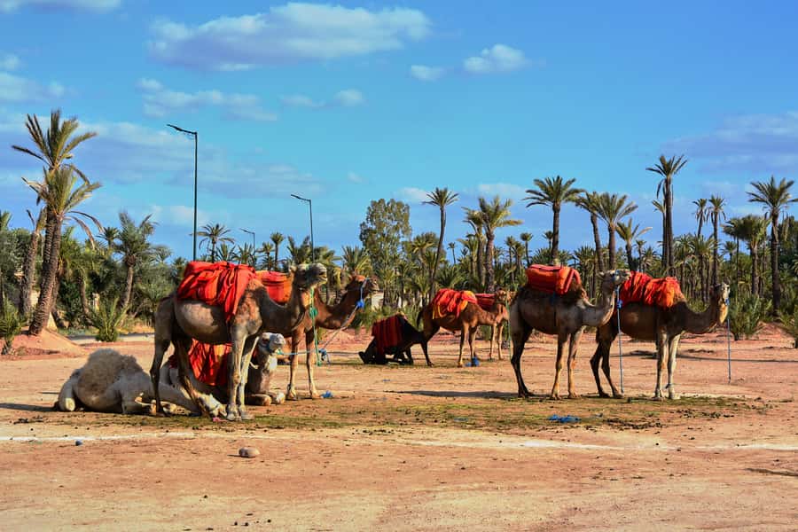 Marrakech: 2-Hour Quad Bike & Camel Ride in Palmeraie - Who should book this experience?