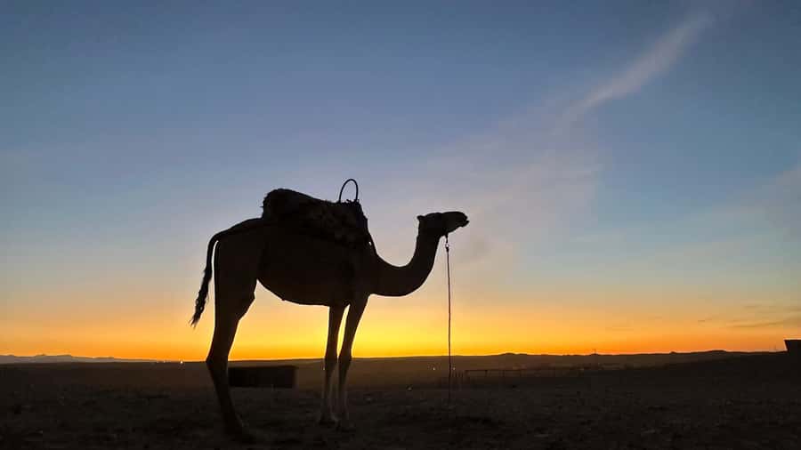 Marrakech: Agafay Desert: Camel ride Quad Bike, Dinner show - Riding a camel at sunset