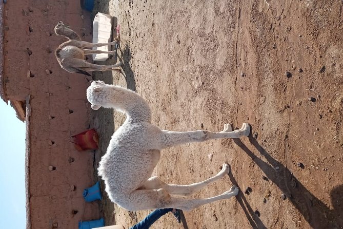 Marrakech: Agafay Desert Dinner, Camel Ride & Quad Biking. - The argan oil cooperative adds a useful local stop