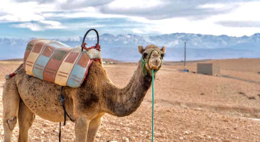 Marrakech: Agafay Desert Dinner, Camel Ride, & Show - Leaving Marrakech for the Agafay Desert