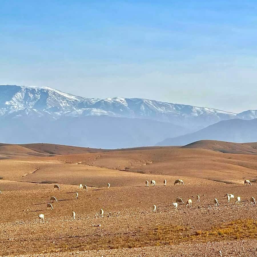 Marrakech: Agafay Desert Dinner, Camel Ride, & Show - Music, dancing, and the fire show