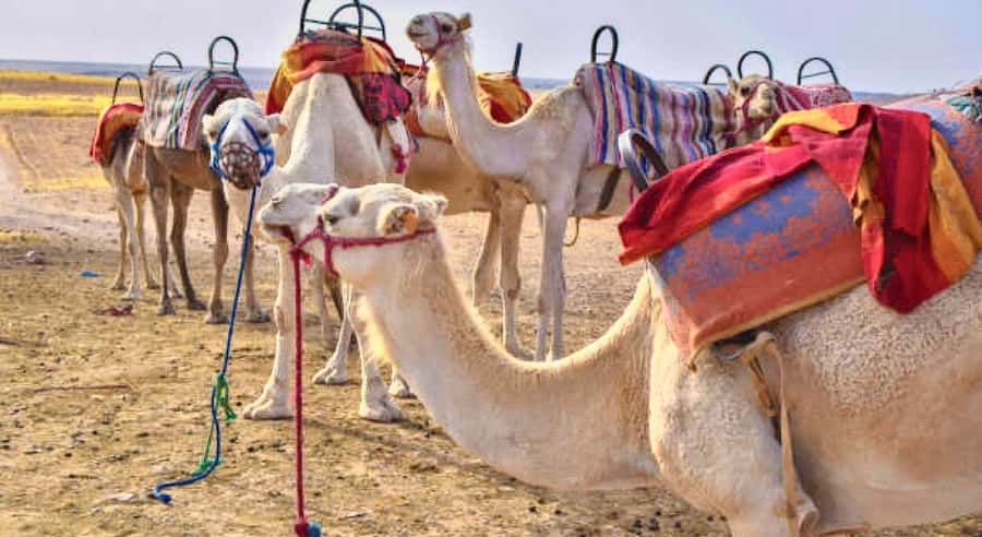 Marrakech: Agafay Desert Dinner, Camel Ride, & Show - Seeing how argan oil is made