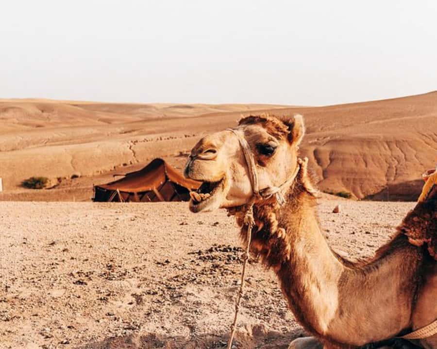 Marrakech: Agafay Desert, Lunch, Camel Ride, & Swimming Pool - Quad biking across Agafay