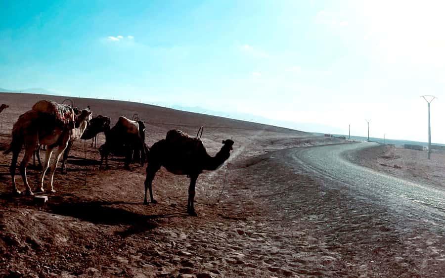 Marrakech: Agafay Desert Quad Bike Tour with Moroccan Tea - Riding through Agafay’s rolling dunes