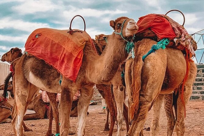 Marrakech: Agafay Desert Sunset, Camel Ride, and Dinner Show - How the $20 price works out
