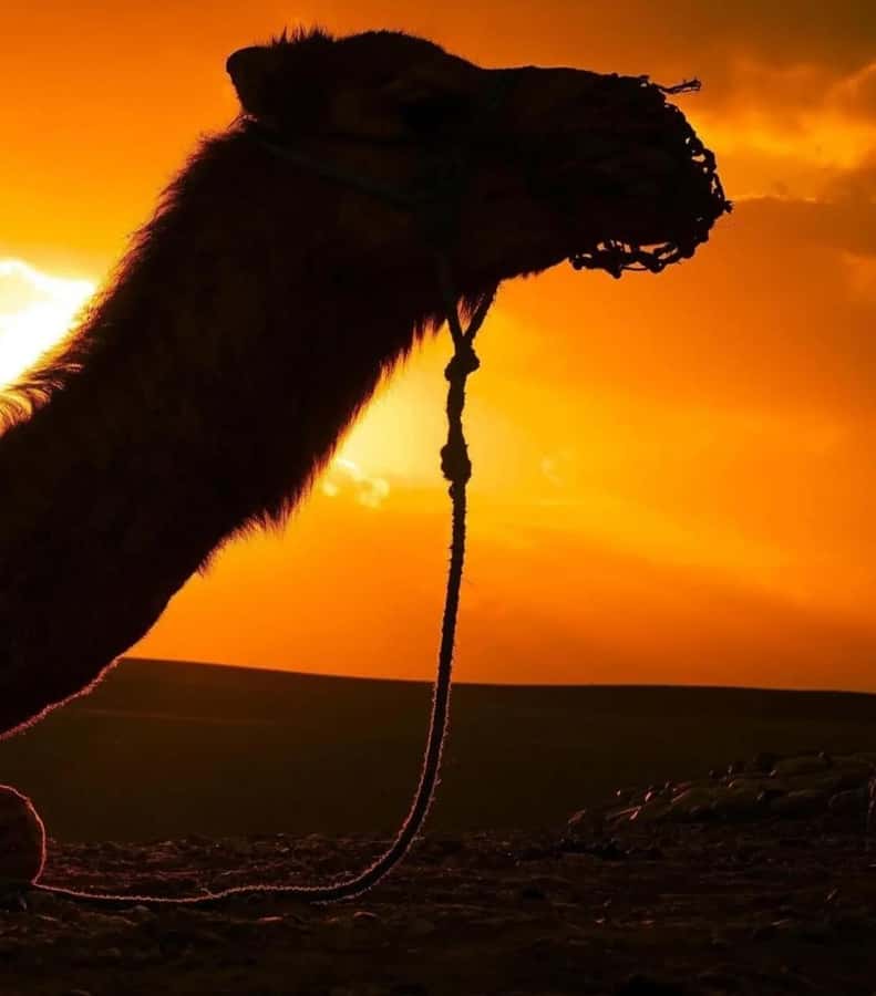Marrakech : Agafay Desert Sunset Camel Ride & Luxury Dinner - A note about the advertised quad-bike ride
