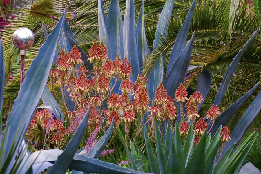 Marrakech: André Heller's ANIMA Garden Ticket - Should you book ANIMA Garden?