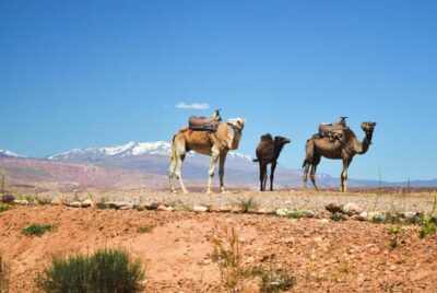 Atlas Mountains & Agafay Desert Tour w Camel Ride