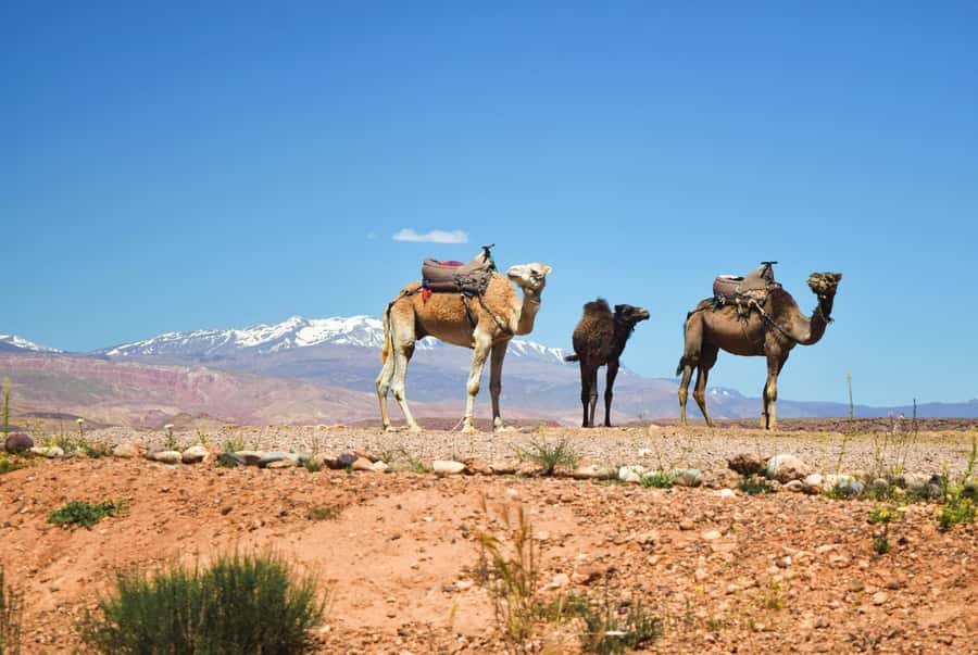 Marrakech: Atlas Mountains & Agafay Desert Tour w Camel Ride - Pickup from Marrakech and the road toward Tahnaout