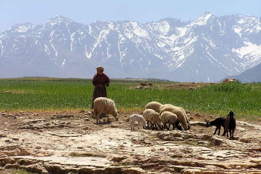 Marrakech: Atlas Mountains and Desert Safari with Lunch - The long ride back across the Haouz plains