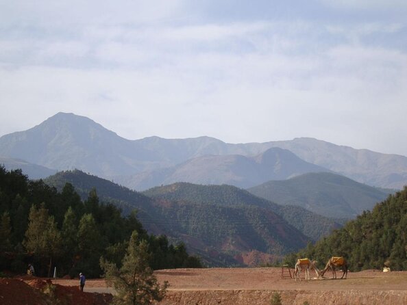 Marrakech: Atlas Mountains, Berber Villages, Agafay & Camel Ride - Five Details That Shape the Day