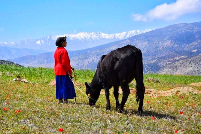 Marrakech: Atlas Mountains & Villages, Waterfalls, Camel Ride - Is $17.45 Good Value?
