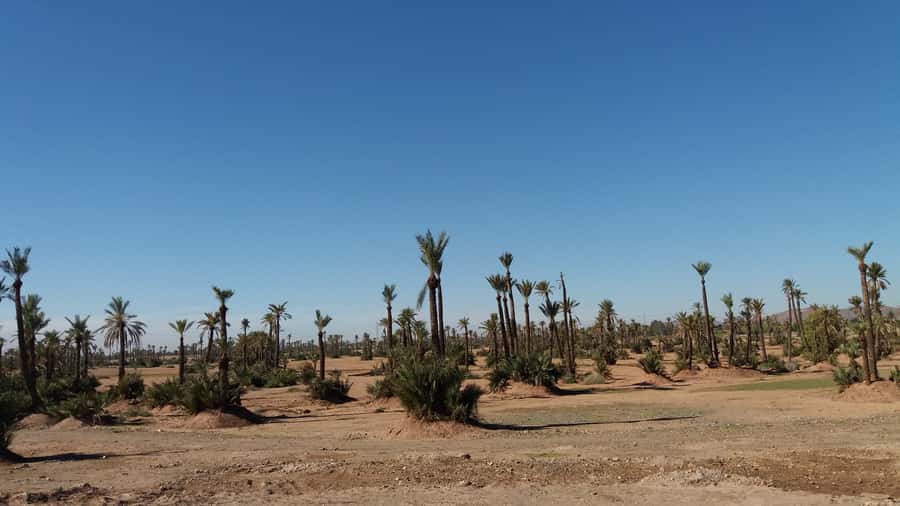 Marrakech: Buggy Experience at Palmeraie with Hotel Pickup - Key points to know before you book