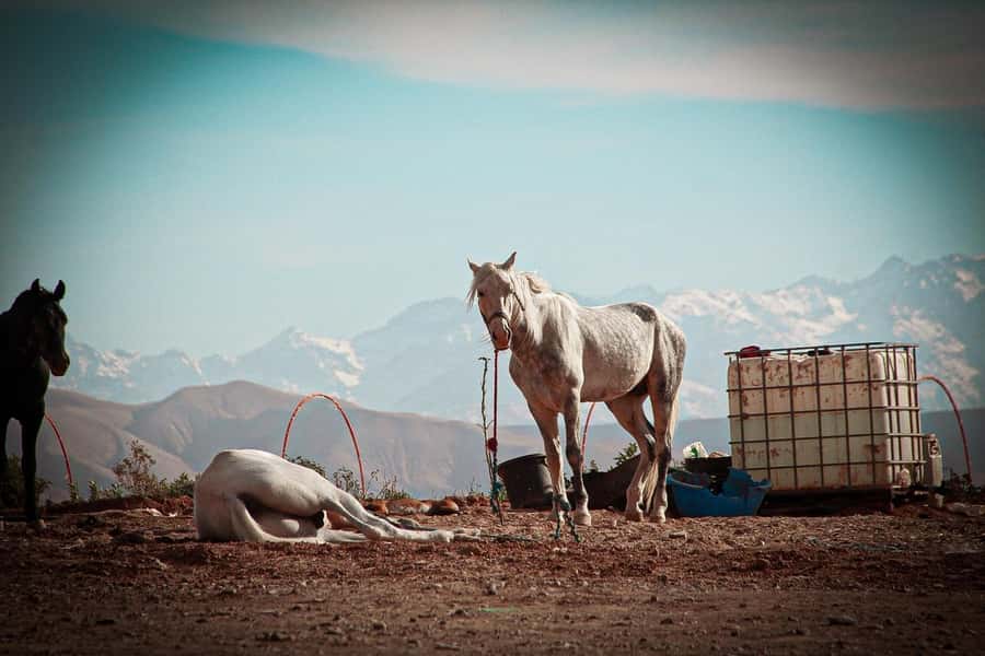 Marrakech: Camel Ride, Dinner, Pool, and Fire Show in Agafay - Key points to know before booking