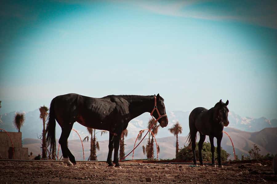 Marrakech: Camel Ride, Dinner, Pool, and Fire Show in Agafay - The guides make a real difference
