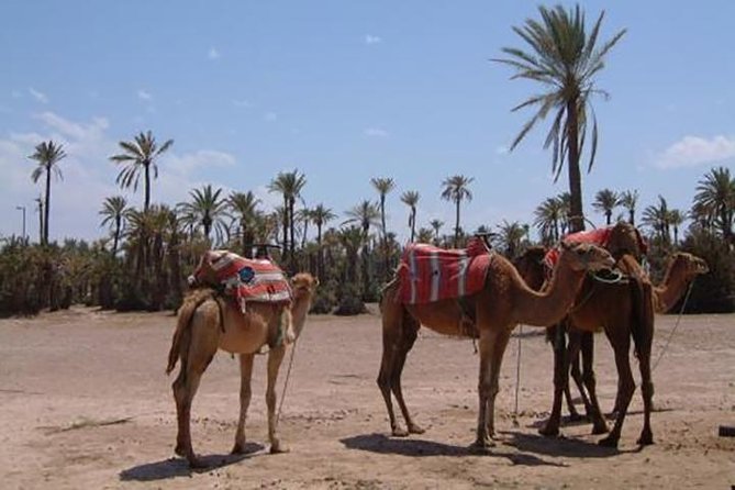 Marrakech Camel Ride Experience with Pick-up - Getting dressed in a cheich