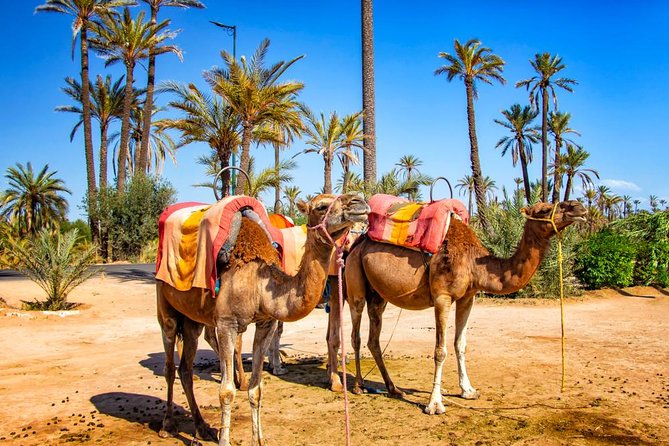 Marrakech Camel Ride Experience with Pick-up - Riding through Marrakech’s palm grove