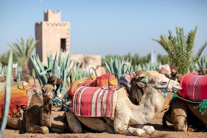 Marrakech Camel Ride Experience with Pick-up - Mint tea after the ride