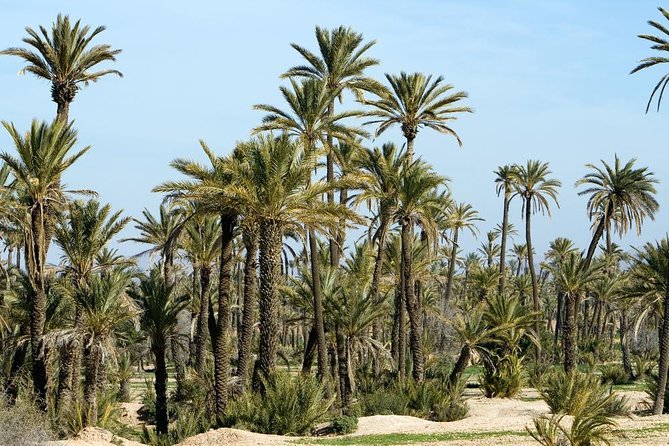 Marrakech Camel Ride Experience with Pick-up - How the price compares with the experience