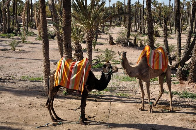Marrakech Camel Ride Experience with Pick-up - Timing, comfort, and what to wear