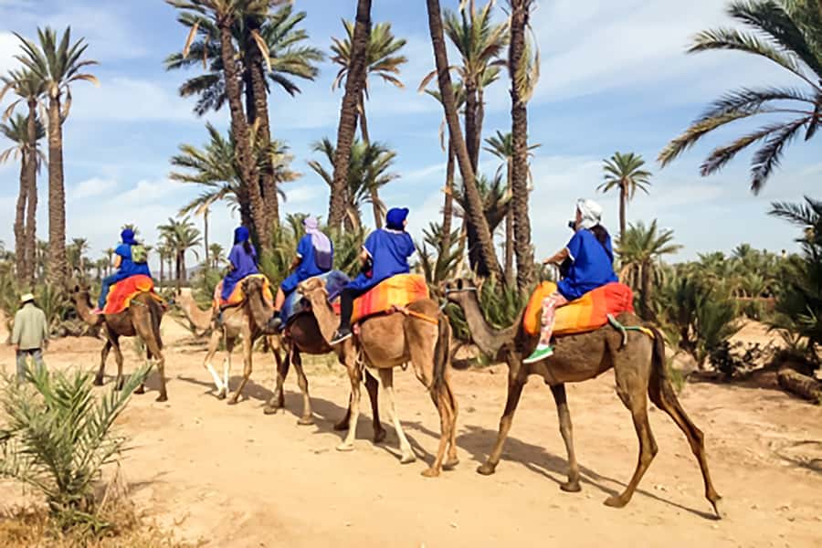 Marrakech: Camel Ride in the Oasis Palmeraie - Riding beneath palms and orange trees