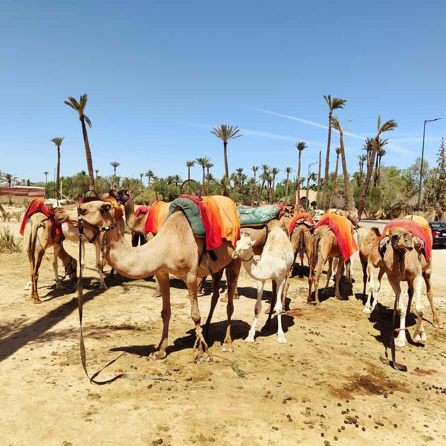 Marrakech: Camel Ride in the Palm Grove - Guides, languages, and accessibility