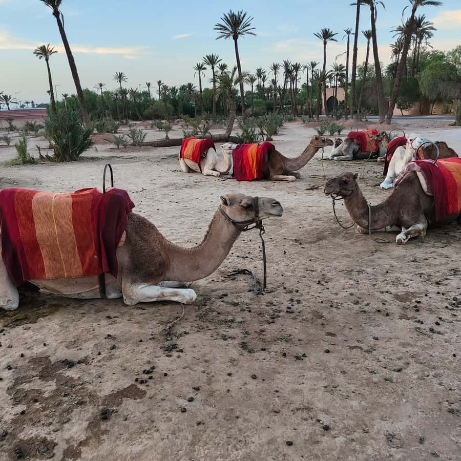 Marrakech: Camel Ride in the Palm Grove - Who should book this Marrakech ride?