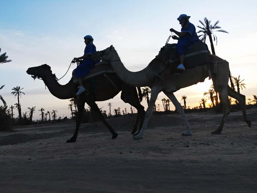 Marrakech Camel Ride in the Palmeraie Palm Grove - Key points to know before you book