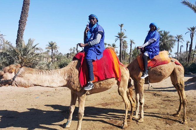 Marrakech Camel ride & Quad Bike experience in the oasis Palmeraie - How Much Value Do You Get for $67.46?