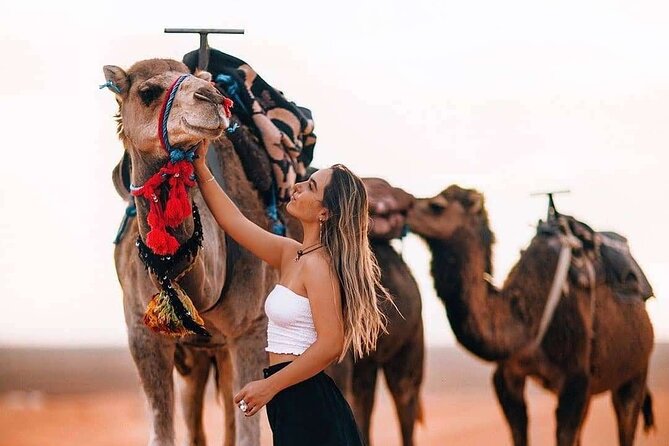 Marrakech: Camels & Quads on Sunset with Luxury Dinner, Fireshow - Quick takeaways from the Agafay evening