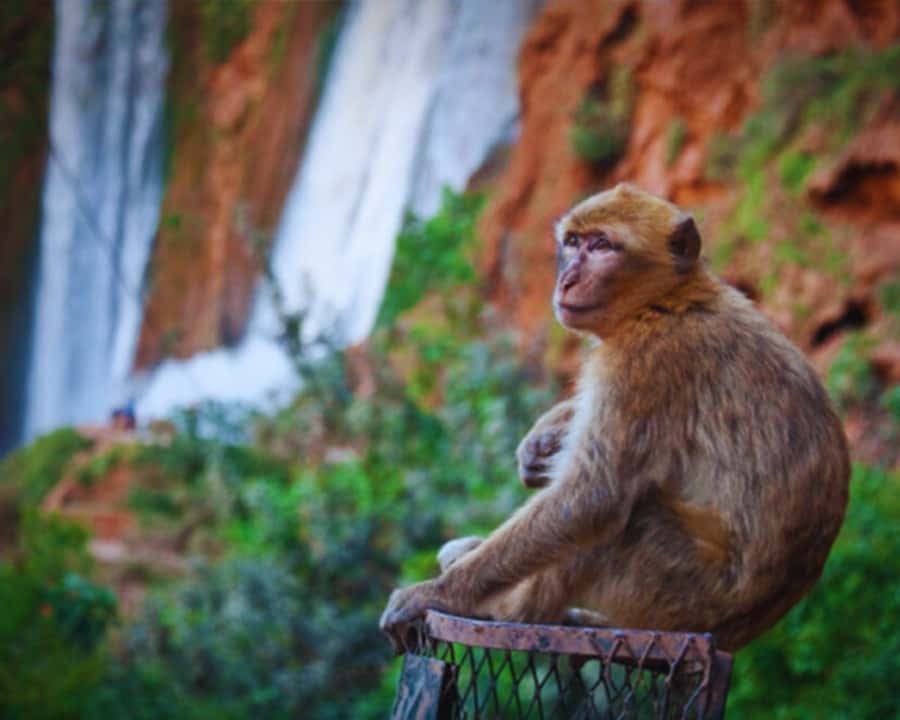 Marrakech: Day Tour to Ouzoud Waterfalls with Boat Trip - Practical tips for a smoother day