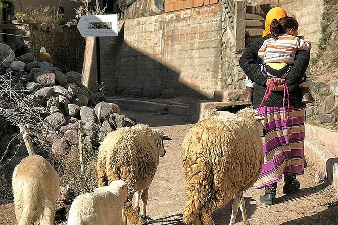 Marrakech: Day Trip to ourika valley & Atlas Mountains - Medicinal plants and local mountain knowledge