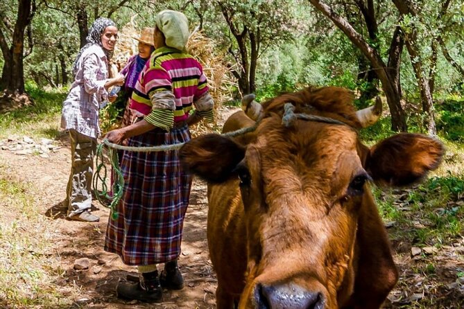 Marrakech: Day Trip to ourika valley & Atlas Mountains - What the $20.94 price really covers