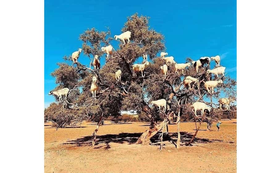 Marrakech: Day Trip to the Beautiful and Historic Essaouira - The 8:20 AM Departure and Drive From Marrakech