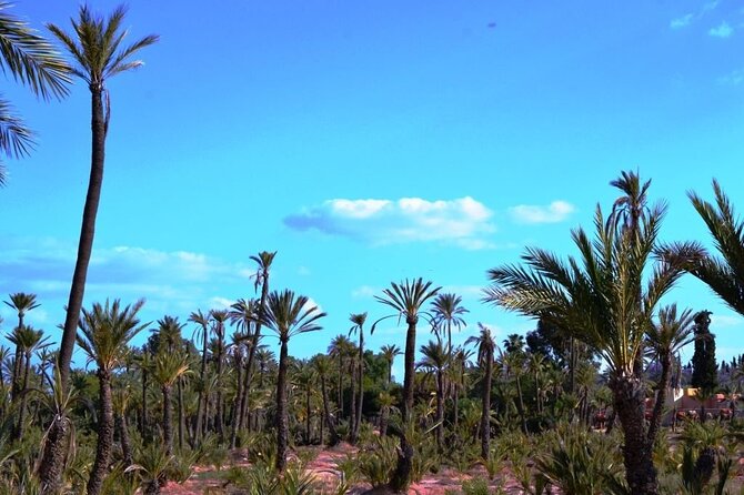 Marrakech Day Trip with Camel Ride from Casablanca - Le Jardin Secret offers a quiet pause in the medina