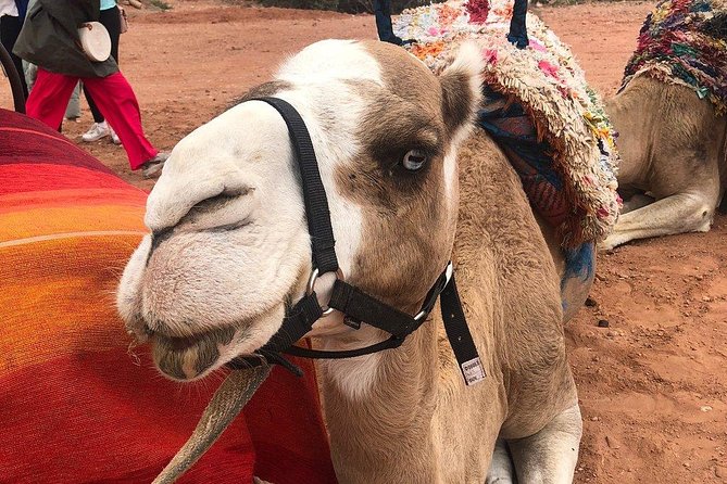 Marrakech: Desert Agafay & Atlas Mountains Day Trip & Camel Ride - A Berber Family Lunch in the Mountains